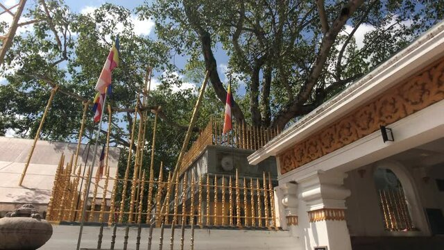 Anuradhapura, Sri Lanka, view of a fence with a tree 4K