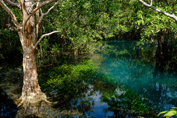 National Park in Krabi Province, Thailand with mangrove forests