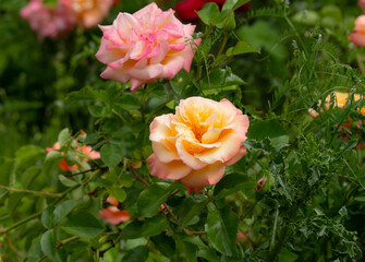 The colorful and beautiful rose in the garden are blooming beautifully, in the summer. 