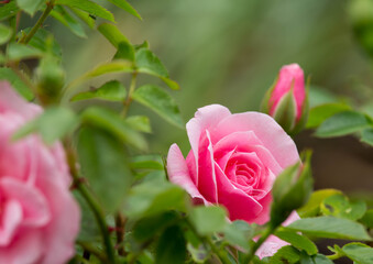 Beautiful bunch of pink rose, blooming in the summer.