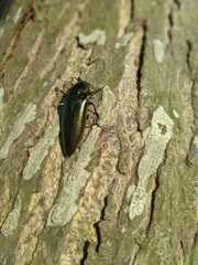 the green scarab is on the tree