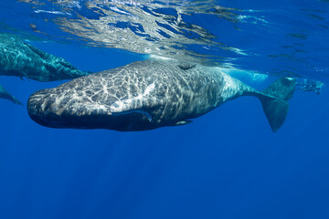 Fototapeta premium Curious sperm whale comes to look at the camera, Indian Ocean, Mauritius.