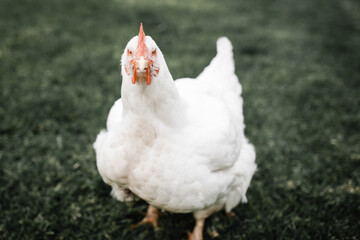 Fat white broiler chicken standing on green grass with an angry bird look on her face
