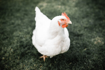 Naklejka na ściany i meble Fat white broiler chicken standing on grass