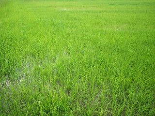 Green young rice plants in the rice fields. Refreshing organic rice farms, planting soft rice. Select focus
