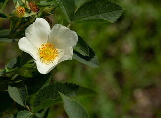White forest roses in the garden, gorgeous flowers in the summer
