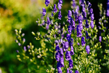 Aconite flowering in a flowerbed in a country garden