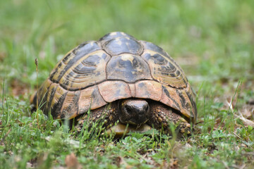 Hermann's tortoise (Testudo hermanni) in the forest. Common European turtle in nature