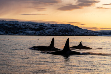 Killer whales at sunset, Kvaenangen Fjord, Norway. © wildestanimal