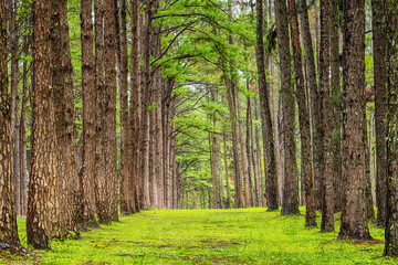 Picture beautiful of green pine forest tunnel, Nature Background  