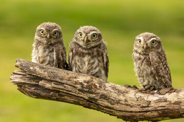 Junge Steinkäuze (Athene noctua)