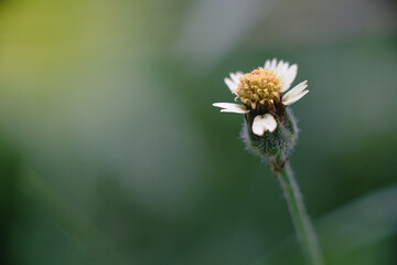 Flower grass in the garden