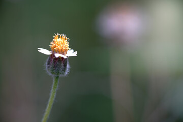 Flower grass in the garden