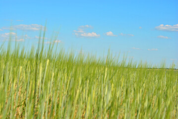 Field of green wheat (rye) rows on hill, cloudy sunny sky, spring in Ukraine