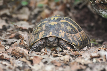 Hermann's tortoise (Testudo hermanni) in the forest. Common European turtle in nature