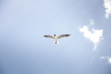 祈福之地 额济纳旗 的鸟