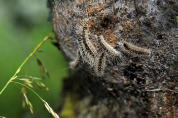 Close up of oak processionary caterpillars on their nest showing their long and short hairs