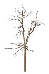 isolated death tree on white background with clipping path