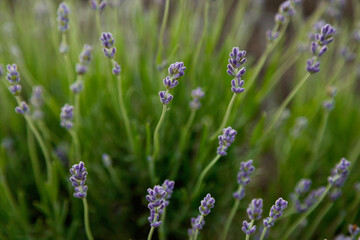 desktop wallpapers lavender buds on a background of green foliage
