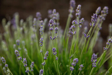 desktop wallpapers lavender buds on a background of green foliage