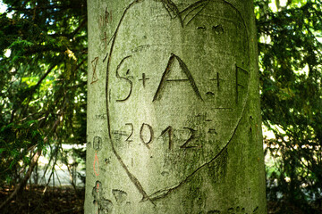 Fototapeta premium Herz in einer Baumrinde mit drei Initialen
