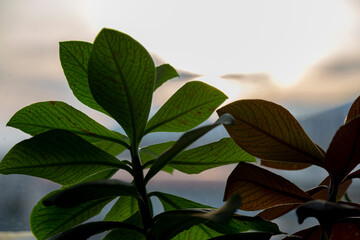 Close up view of branches and leaves in sunlight