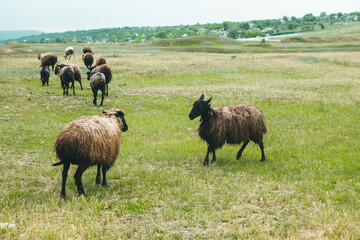 A group of sheep on a pasture. Sheeps in nature, at sunset. Sheeps group and lambs on a meadow with green grass