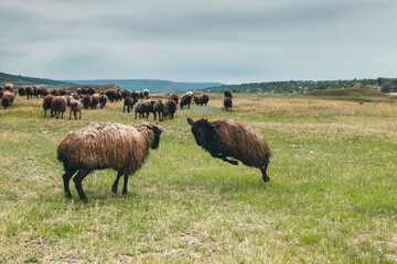 Fototapeta premium A group of sheep on a pasture. Sheeps in nature, at sunset. Sheeps group and lambs on a meadow with green grass