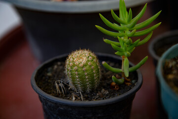 close up view of a beautiful cactus flower in small pot