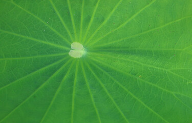 Beautiful pattern of a vibrant green lotus leaf surface