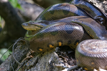 Green Anaconda (Eunectes murinus) in Cuyabeno Wildlife Reserve (Amazonia, Ecuador)