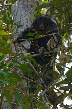 Saki Monkey (Pithecia monachus) in Cuyabeno Wildlife Reserve (Amazonia, Ecuador)