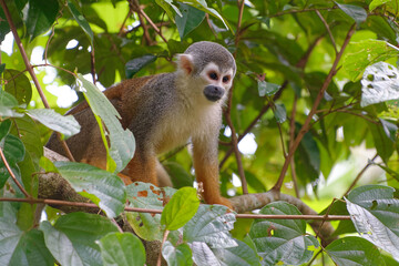Naklejka na ściany i meble Squirrel Monkey (Saimiri sciureus) in Cuyabeno Wildlife Reserve (Amazonia, Ecuador)