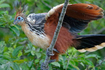 Hoatzin (Opisthocomus hoazin) in Cuyabeno Wildlife Reserve (Amazonia, Ecuador)