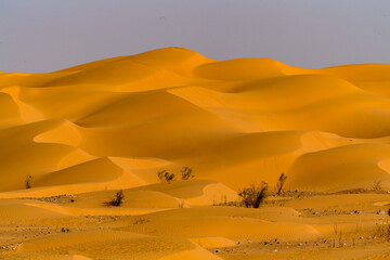 Dunes of the Sahara desert