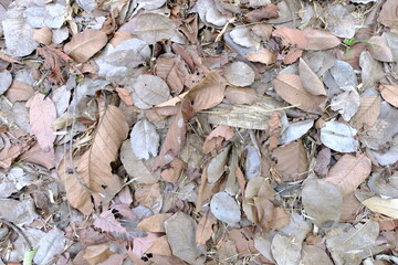 autumn leaves background