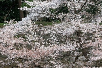 Cherry blossom in Tokyo