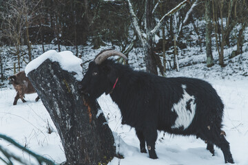 black goat in the snow eating lichens