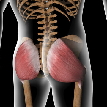 3d Illustration of Gluteus Maximus Muscles on Xray Body