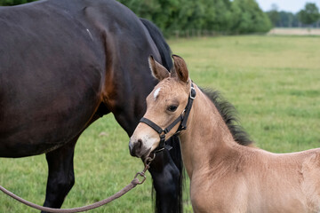 Fototapeta premium Close-up of a little brown foal,horse standing next to the mother, during the day with a countryside landscape