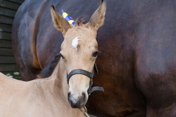 Fototapeta premium A yellow foal against a brown mare with a hat on the head. Background for greeting card, congratulations, invitations