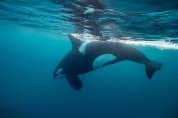Large male orca diving, Northern Norway. © wildestanimal