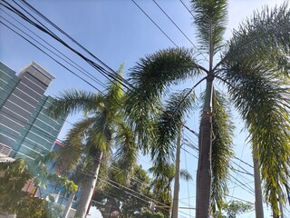 Fototapeta na wymiar palm trees in dubai