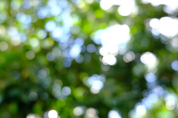 blurred green bokeh background