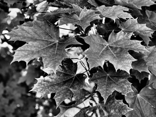 Maple leaves background, black and white photography.