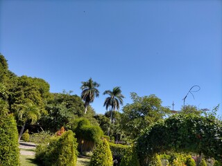 palm trees in the park