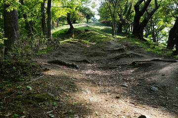 森林浴　森を歩く　トレッキング　登山　山歩き