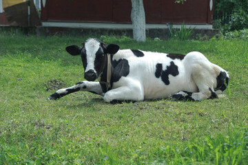 Cow grazes in a pasture in nature. Meadow with farm cattle. India is a sacred animal among Buddhists. Stock background for design