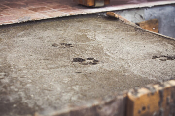 Paw prints in fresh concrete