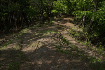 森林浴　森を歩く　トレッキング　登山　山歩き